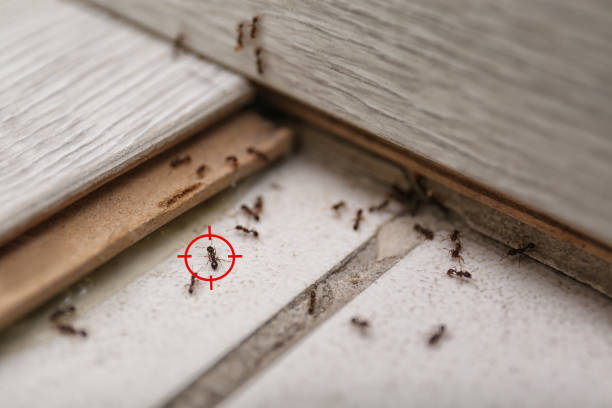 Best Pest Control for Restaurants  in West Easton, PA